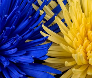 Preview wallpaper flowers, blue, yellow, petals