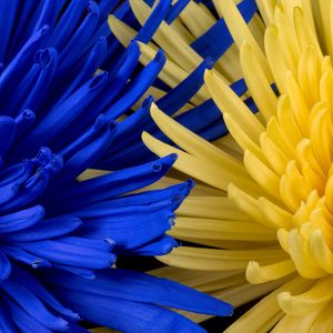 Preview wallpaper flowers, blue, yellow, petals