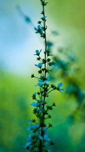 Preview wallpaper flowers, blur, background, grass
