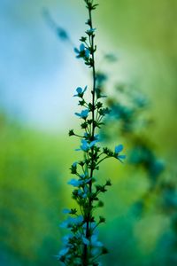 Preview wallpaper flowers, blur, background, grass