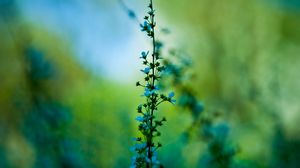 Preview wallpaper flowers, blur, background, grass