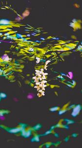 Preview wallpaper flowers, blur, branches, bush