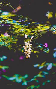 Preview wallpaper flowers, blur, branches, bush