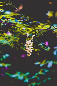 Preview wallpaper flowers, blur, branches, bush