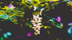 Preview wallpaper flowers, blur, branches, bush