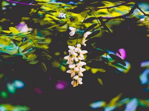 Preview wallpaper flowers, blur, branches, bush