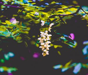 Preview wallpaper flowers, blur, branches, bush