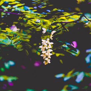 Preview wallpaper flowers, blur, branches, bush