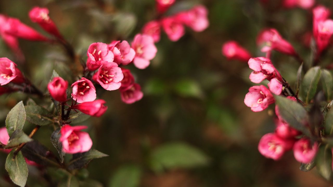 Wallpaper flowers, blur, bush
