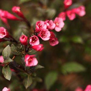 Preview wallpaper flowers, blur, bush