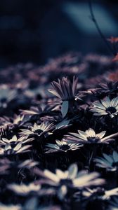 Preview wallpaper flowers, blur, flowerbed