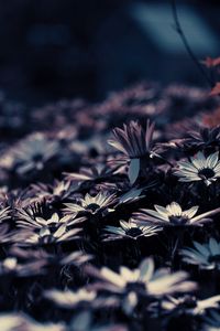 Preview wallpaper flowers, blur, flowerbed