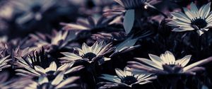 Preview wallpaper flowers, blur, flowerbed