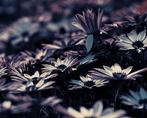 Preview wallpaper flowers, blur, flowerbed