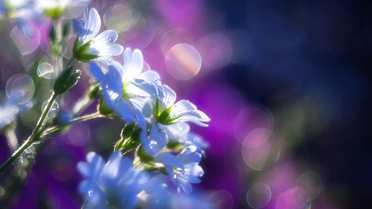 Wallpaper flowers, blur, light, petals