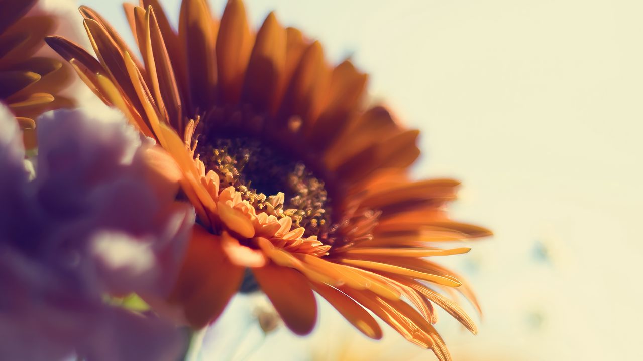 Wallpaper flowers, blur, petals, plants