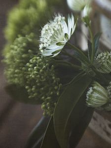 Preview wallpaper flowers, blur, seeds, plant