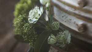 Preview wallpaper flowers, blur, seeds, plant