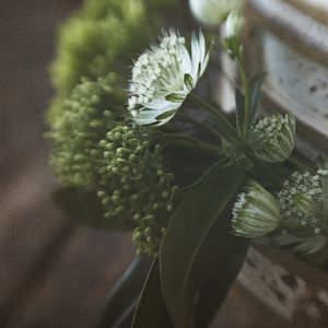 Preview wallpaper flowers, blur, seeds, plant