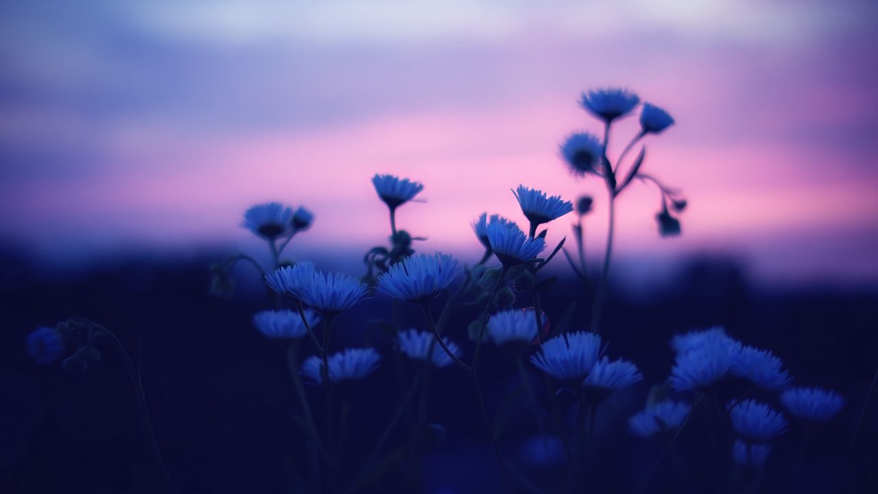 Wallpaper flowers, blur, sunset, dark