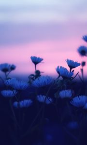 Preview wallpaper flowers, blur, sunset, dark