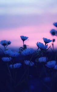 Preview wallpaper flowers, blur, sunset, dark