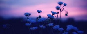 Preview wallpaper flowers, blur, sunset, dark