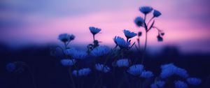 Preview wallpaper flowers, blur, sunset, dark