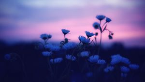 Preview wallpaper flowers, blur, sunset, dark