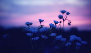 Preview wallpaper flowers, blur, sunset, dark