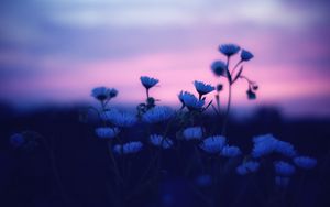 Preview wallpaper flowers, blur, sunset, dark