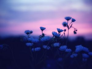 Preview wallpaper flowers, blur, sunset, dark