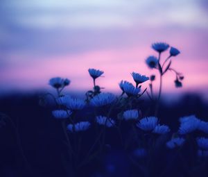 Preview wallpaper flowers, blur, sunset, dark