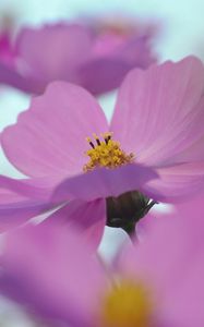 Preview wallpaper flowers, blurry, petals, bright