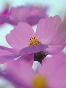 Preview wallpaper flowers, blurry, petals, bright