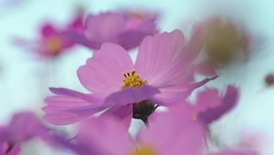 Preview wallpaper flowers, blurry, petals, bright