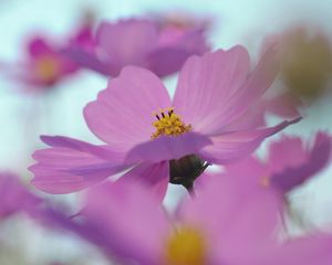 Preview wallpaper flowers, blurry, petals, bright