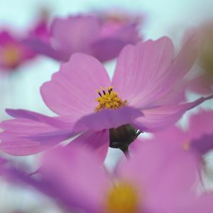 Preview wallpaper flowers, blurry, petals, bright