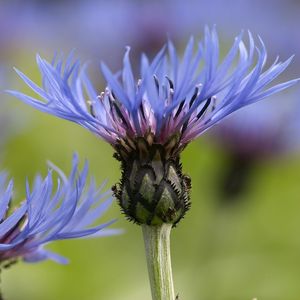 Preview wallpaper flowers, blurry, steam, stem, bud