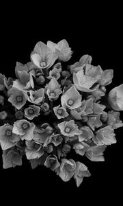 Preview wallpaper flowers, bouquet, bw