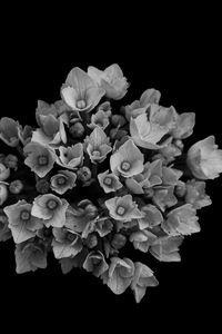 Preview wallpaper flowers, bouquet, bw