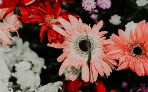 Preview wallpaper flowers, bouquet, colorful, bloom, plants