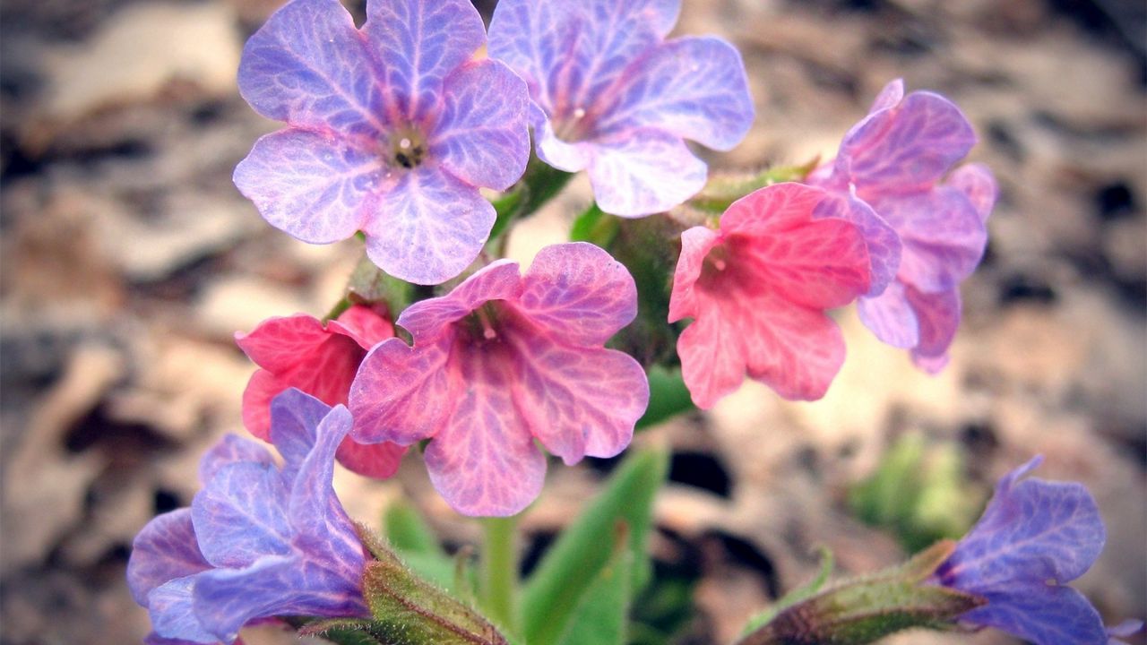 Wallpaper flowers, bouquet, colorful, bright hd, picture, image