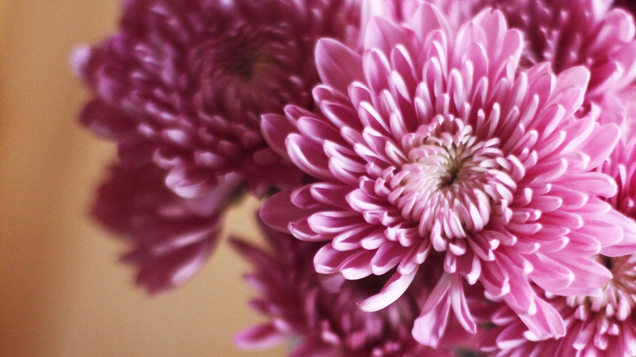 Wallpaper flowers, bouquet, macro