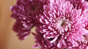 Preview wallpaper flowers, bouquet, macro