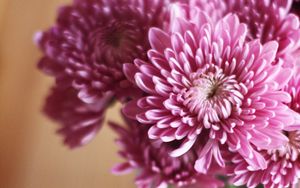 Preview wallpaper flowers, bouquet, macro