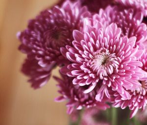 Preview wallpaper flowers, bouquet, macro