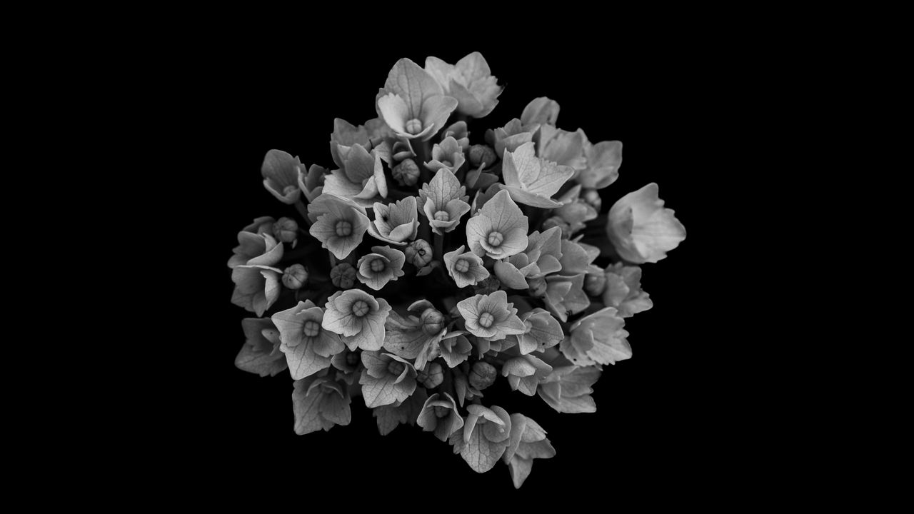 Wallpaper flowers, bouquet, petals, bw, black background