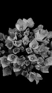 Preview wallpaper flowers, bouquet, petals, bw, black background