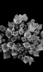 Preview wallpaper flowers, bouquet, petals, bw, black background